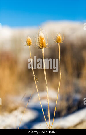 Dead thistle capi in inverno coperto di neve Foto Stock