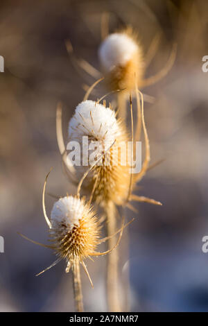 Dead thistle capi in inverno coperto di neve Foto Stock
