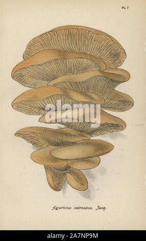 Oyster, funghi Agaricus ostreatus. Chromolithograph di una illustrazione da Mardocheo Cubitt Cooke da 'un semplice e facile conto della British funghi,' Robert Hardwicke, Londra 1862. Cooke (1825-1914) era un inglese un botanico e micologo che ha lavorato in India il museo e il giardino botanico reale di Kew. Foto Stock