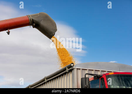 Red mietitrebbia utilizzando la coclea di raccoglitore per il caricamento di giallo di chicchi di mais granella nel carrello. Giornata soleggiata con cielo blu durante la stagione di raccolta Foto Stock