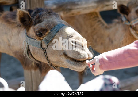 Close-up di una mano le donne che si sta cercando di alimentare un cammello in un parco zoo. Foto Stock