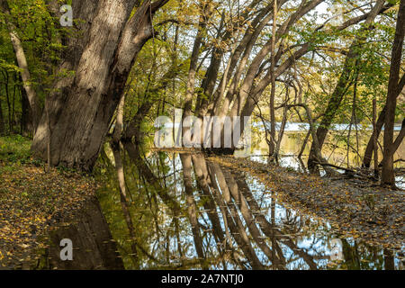 Argento alberi di acero (Acer saccharinum), cassa di espansione del fiume Mississippi, Autunno, MN, USA di Dominique Braud/Dembinsky Foto Assoc Foto Stock