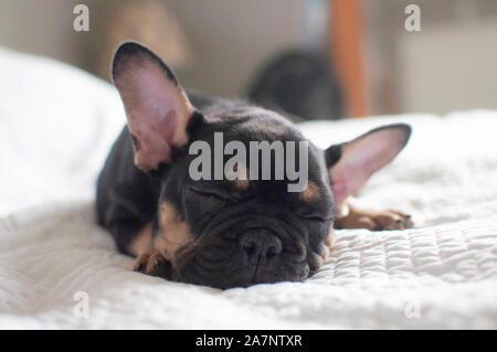 Nero e marrone bulldog francese Foto Stock