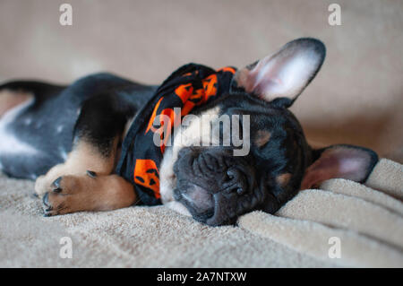 Nero e marrone bulldog francese Foto Stock