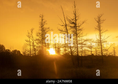 Sunset over bog, Autunno, Bayfield County, Wisconsin, USA, da Dominique Braud/Dembinsky Foto Assoc Foto Stock