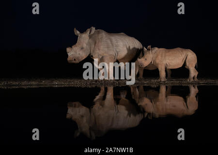 Due dei rinoceronti bianchi la visita di un foro per l'acqua di notte in Zimanga gioco privato riservato, Sud Africa Foto Stock