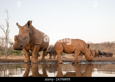 Un bambino e la madre di rinoceronte di bere da una piscina con altri di rinoceronti e bufali in background Foto Stock