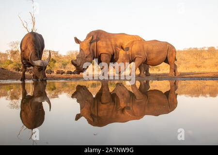 Un bambino e la madre di rinoceronte di approccio a bere Cape buffalo Foto Stock