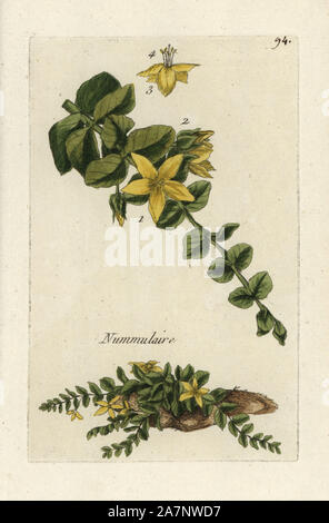 Moneywort, Lysimachia nummularia. Botanico Handcolored disegnato e inciso da Pierre Bulliard dalla propria " Flora Parisiensis", 1776, Parigi, P.F. Didot. Pierre Bulliard (1752-1793) fu un famoso botanico francese che hanno sperimentato la tre-colore-piastra tecnica di stampa. La sua introduzione ai fiori di Parigi comprendeva 640 piante. Foto Stock