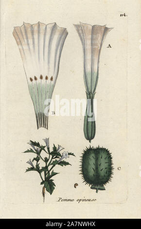 Thorn apple, Datura stramonium. Botanico Handcolored disegnato e inciso da Pierre Bulliard dalla propria " Flora Parisiensis", 1776, Parigi, P.F. Didot. Pierre Bulliard (1752-1793) fu un famoso botanico francese che hanno sperimentato la tre-colore-piastra tecnica di stampa. La sua introduzione ai fiori di Parigi comprendeva 640 piante. Foto Stock