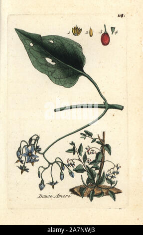 Bittersweet nightshade, Solanum dulcamara. Botanico Handcolored disegnato e inciso da Pierre Bulliard dalla propria " Flora Parisiensis", 1776, Parigi, P.F. Didot. Pierre Bulliard (1752-1793) fu un famoso botanico francese che hanno sperimentato la tre-colore-piastra tecnica di stampa. La sua introduzione ai fiori di Parigi comprendeva 640 piante. Foto Stock