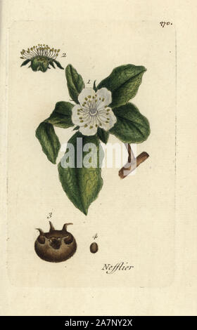 Nespola comune albero, Mespilus germanica. Botanico Handcolored disegnato e inciso da Pierre Bulliard dalla propria " Flora Parisiensis", 1776, Parigi, P. F. Didot. Pierre Bulliard (1752-1793) fu un famoso botanico francese che hanno sperimentato la tre-colore-piastra tecnica di stampa. La sua introduzione ai fiori di Parigi comprendeva 640 piante. Foto Stock