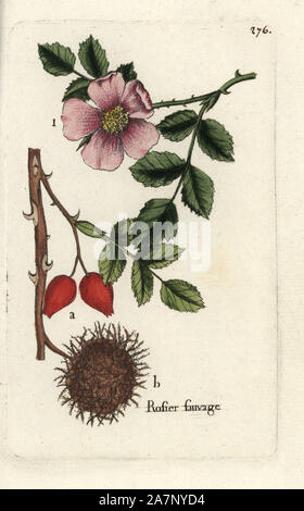 Wild Rose Rosa canina. Botanico Handcolored disegnato e inciso da Pierre Bulliard dalla propria " Flora Parisiensis", 1776, Parigi, P. F. Didot. Pierre Bulliard (1752-1793) fu un famoso botanico francese che hanno sperimentato la tre-colore-piastra tecnica di stampa. La sua introduzione ai fiori di Parigi comprendeva 640 piante. Foto Stock