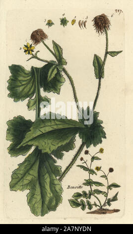 Legno, avens Geum urbanum. Botanico Handcolored disegnato e inciso da Pierre Bulliard dalla propria " Flora Parisiensis", 1776, Parigi, P. F. Didot. Pierre Bulliard (1752-1793) fu un famoso botanico francese che hanno sperimentato la tre-colore-piastra tecnica di stampa. La sua introduzione ai fiori di Parigi comprendeva 640 piante. Foto Stock