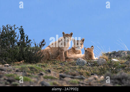 Madre Puma con i suoi cuccioli vicino al Parco Nazionale di Torres del Paine Cile Foto Stock
