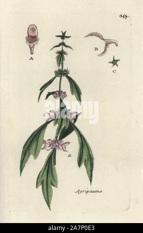 Motherwort, Leonurus cardiaca. Botanico Handcolored disegnato e inciso da Pierre Bulliard dalla propria " Flora Parisiensis", 1776, Parigi, P. F. Didot. Pierre Bulliard (1752-1793) fu un famoso botanico francese che hanno sperimentato la tre-colore-piastra tecnica di stampa. La sua introduzione ai fiori di Parigi comprendeva 640 piante. Foto Stock