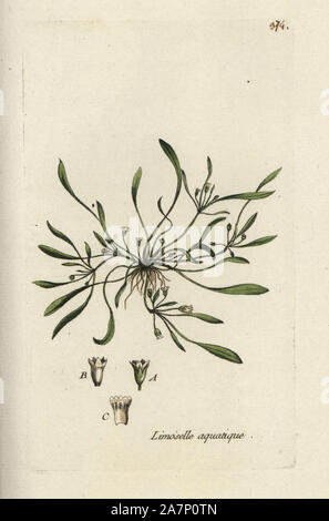 Acqua, mudwort Limosella aquatica. Botanico Handcolored disegnato e inciso da Pierre Bulliard dalla propria " Flora Parisiensis", 1776, Parigi, P. F. Didot. Pierre Bulliard (1752-1793) fu un famoso botanico francese che hanno sperimentato la tre-colore-piastra tecnica di stampa. La sua introduzione ai fiori di Parigi comprendeva 640 piante. Foto Stock