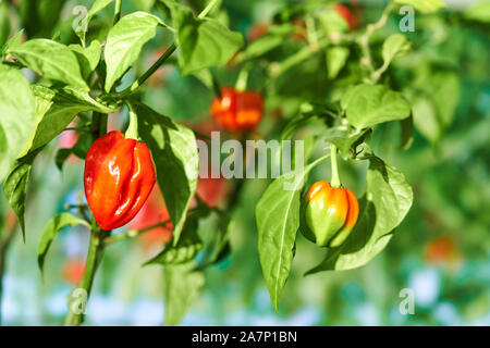 Habanero impianto dotato di fresco, mature habanero peperoni, pronto per il prelievo. Foto Stock