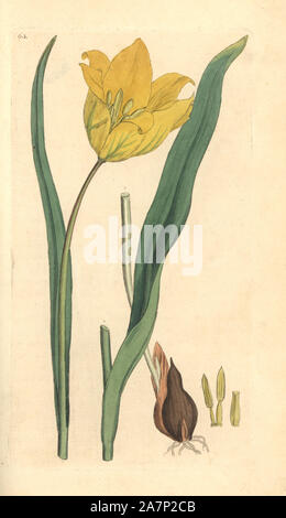 Tulipano selvatico, Tulipa sylvestris. Handcolored incisione su rame da un disegno da James Sowerby per Smith è 'Inglese botanica", Londra, 1791. Sowerby fu un instancabile illustratore di libri di storia naturale e libri illustrati di botanica, micologia, conchology e geologia. Foto Stock
