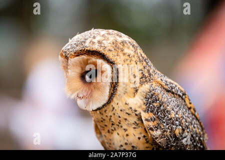 Australian mascherato gufo appollaiato guardando verso il basso - Vista laterale del viso, becco e occhio. Foto Stock