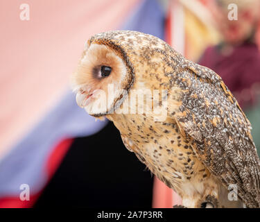 Australian mascherato gufo appollaiato cercando di lato - vista di profilo del viso, becco e occhio. Foto Stock