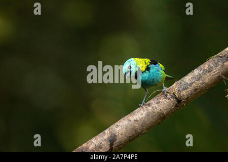 Verde-guidato tanager - Tangara seledon Foto Stock