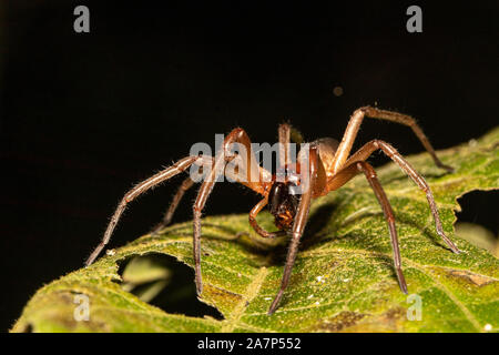 Ragno che consuma un insetto nella giungla vicino Sao Paulo, Brasile Foto Stock