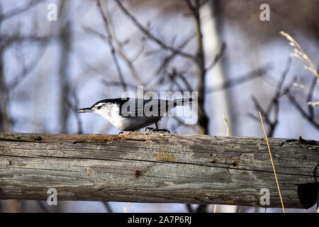 Petto bianco picchio muratore Foto Stock