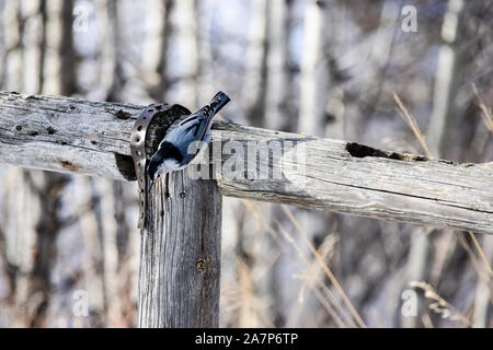 Petto bianco picchio muratore Foto Stock