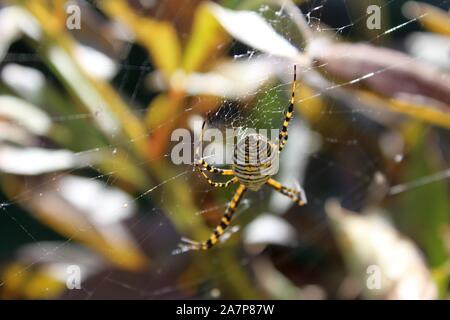 Un giardino nastrati Spider seduta su di esso del Web Foto Stock