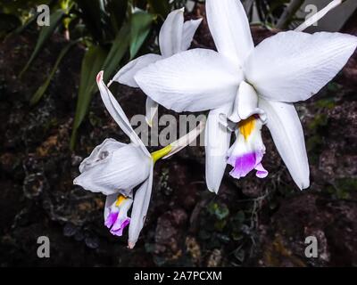Thailandia - viola e bianco orchidea esotica Cattleya fiore Foto Stock