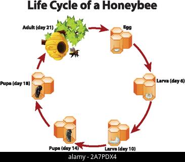 Diagramma del ciclo di vita di honeybee illustrazione Illustrazione Vettoriale