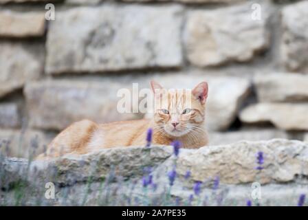 Gatto Foto Stock