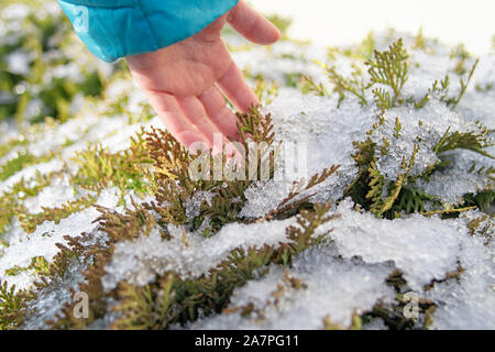 Sfondo naturale. Ramo di congelato. hildren la mano tocca le foglie congelate. Stagione invernale.La brina sui rami. I bambini tocchi a mano Foto Stock