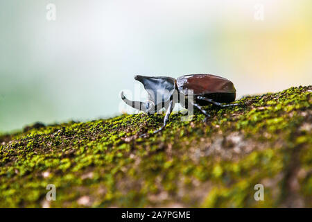 Quezon City, Filippine. 4 Novembre, 2019. Un cornuto beetle è visto in Quezon City, Filippine, nov. 4, 2019. Credito: Rouelle Umali/Xinhua/Alamy Live News Foto Stock