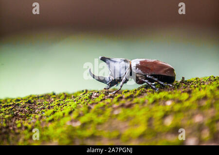 Quezon City, Filippine. 4 Novembre, 2019. Un cornuto beetle è visto in Quezon City, Filippine, nov. 4, 2019. Credito: Rouelle Umali/Xinhua/Alamy Live News Foto Stock