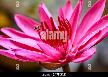 Quezon City, Filippine. 4 Novembre, 2019. Un'ape raccoglie il polline di un rosso di tazza di acqua giglio di Quezon City, Filippine, nov. 4, 2019. Credito: Rouelle Umali/Xinhua/Alamy Live News Foto Stock