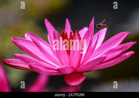 Quezon City, Filippine. 4 Novembre, 2019. Un'ape raccoglie il polline di un rosso di tazza di acqua giglio di Quezon City, Filippine, nov. 4, 2019. Credito: Rouelle Umali/Xinhua/Alamy Live News Foto Stock