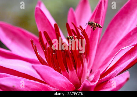 Quezon City, Filippine. 4 Novembre, 2019. Un'ape raccoglie il polline di un rosso di tazza di acqua giglio di Quezon City, Filippine, nov. 4, 2019. Credito: Rouelle Umali/Xinhua/Alamy Live News Foto Stock