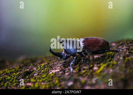 Quezon City, Filippine. 4 Novembre, 2019. Un cornuto beetle è visto in Quezon City, Filippine, nov. 4, 2019. Credito: Rouelle Umali/Xinhua/Alamy Live News Foto Stock