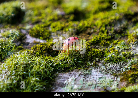 Quezon City, Filippine. 4 Novembre, 2019. Un macchiato asparagi beetle è visto in Quezon City, Filippine, nov. 4, 2019. Credito: Rouelle Umali/Xinhua/Alamy Live News Foto Stock