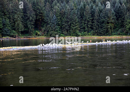 Gabbiani ad Neets Bay, Neets Bay, Alaska, STATI UNITI D'AMERICA Foto Stock