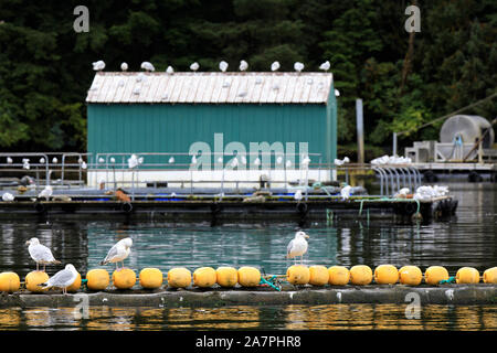 Gabbiani ad Neets Bay, Neets Bay, Alaska, STATI UNITI D'AMERICA Foto Stock