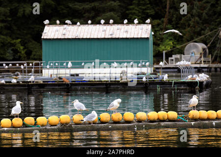 Gabbiani ad Neets Bay, Neets Bay, Alaska, STATI UNITI D'AMERICA Foto Stock