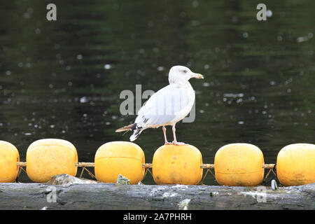 Gabbiani ad Neets Bay, Neets Bay, Alaska, STATI UNITI D'AMERICA Foto Stock