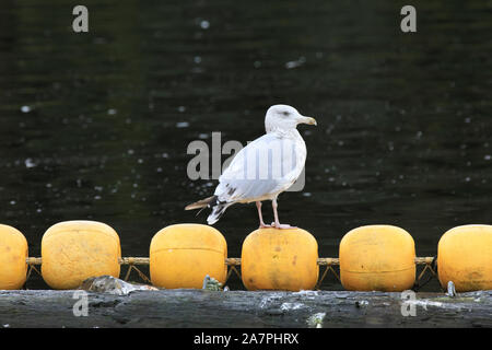 Gabbiani ad Neets Bay, Neets Bay, Alaska, STATI UNITI D'AMERICA Foto Stock