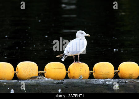 Gabbiani ad Neets Bay, Neets Bay, Alaska, STATI UNITI D'AMERICA Foto Stock