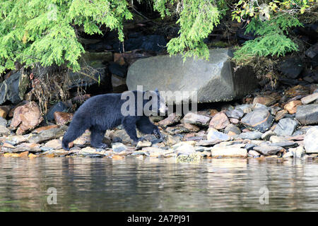 Alaska orso nero, Neets Bay, Alaska, STATI UNITI D'AMERICA Foto Stock