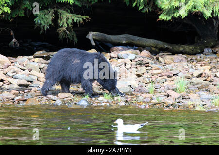 Alaska orso nero, Neets Bay, Alaska, STATI UNITI D'AMERICA Foto Stock