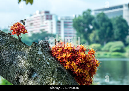 Saraca l albero e fiori con le api in bilico in estate diurna Foto Stock